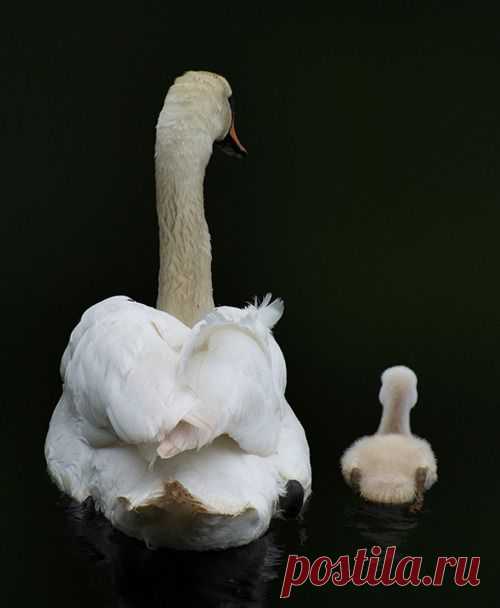 swimming lesson | Swan lake and duck pond