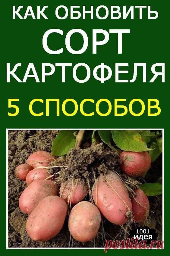 Как обновить сорт картофеля: 5 способов | Тысяча и одна идея