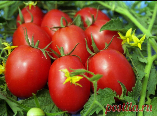 Мой любимый сорт томата, урожай всегда большой | Записки огородницы | Яндекс Дзен