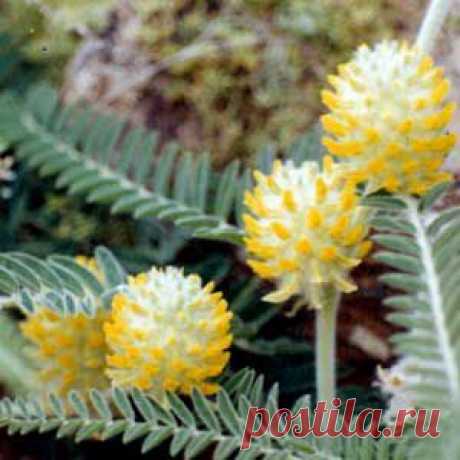 Астрагал шерстистоцветковый (Astragalus dasyanthus L) : свойства и противопоказания