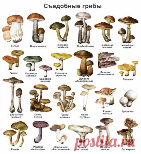 Картинки «Съедобные грибы» (36 фото) ⭐ Забавник