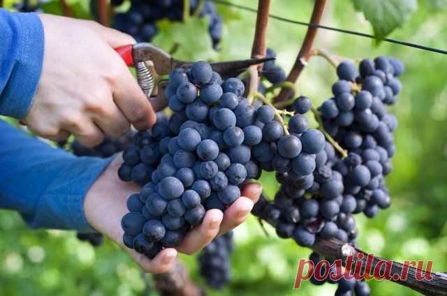 Уход за виноградом с весны до осени – полезные советы начинающим | Виноград (Огород.ru)