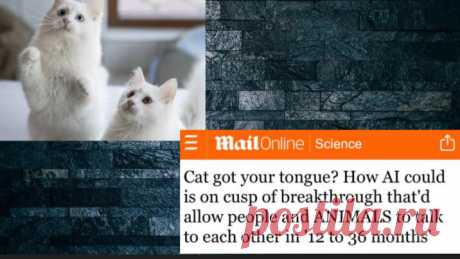 Возможность нам окунуться в мир кошачьих мыслей и чувств. Статья автора «С Миру по новости - читателю интересный канал» в Дзене ✍: Забавно, что кошки способны говорить на нашем языке.