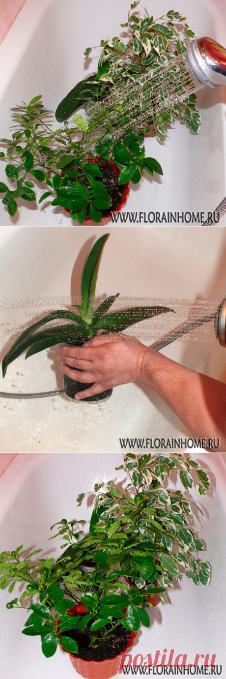 Горячий душ ... для растений.