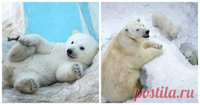 Новосибирский зоопарк похвастался парочкой белых медвежат . Тут забавно !!!