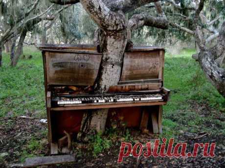 Жутко красивые заброшенные места / Дерево-фортепиано, Монтерей, Калифорния