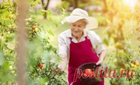 Земельный налог для пенсионеров в 2018 году – кого освободили от уплаты | Новости (Огород.ru)