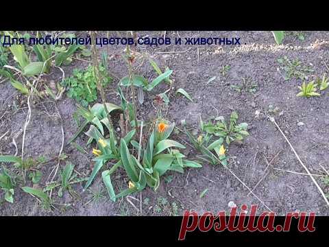 О погоде и природе,о собаке и котах. Как мои растюшки переживают капризы природы.