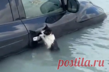 В Дубае полицейские спасли кота во время наводнения. Кот держался за ручку двери наполовину ушедшего под воду внедорожника.