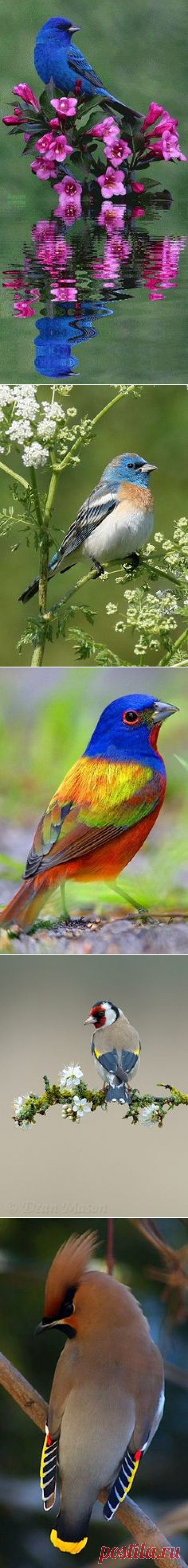 (818) Male Painted Bunting. (Passerina ciris) es una especie de ave en el cardenal de la familia, Cardinalidae, que es nativa de América del Norte .
