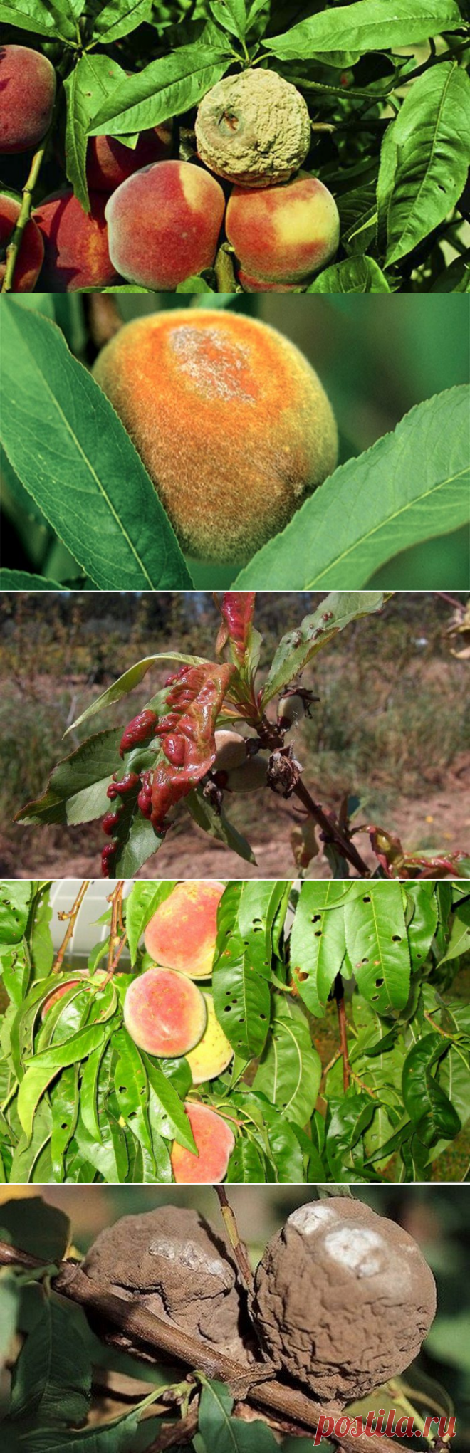 What Is Peach Yellows: How To Treat Peach Yellows Disease Gardening Know How