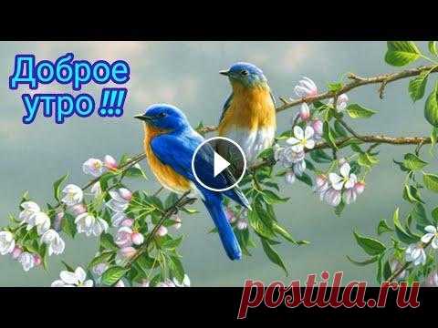 Доброе утро ! Красивая открытка с чудесной песней доброе утро, с добрым утром, с добрым утром и хорошим днем, открытки с добрым утром, пожелание с добрым утром, здоровье, пожелания с добрым утром, с д...