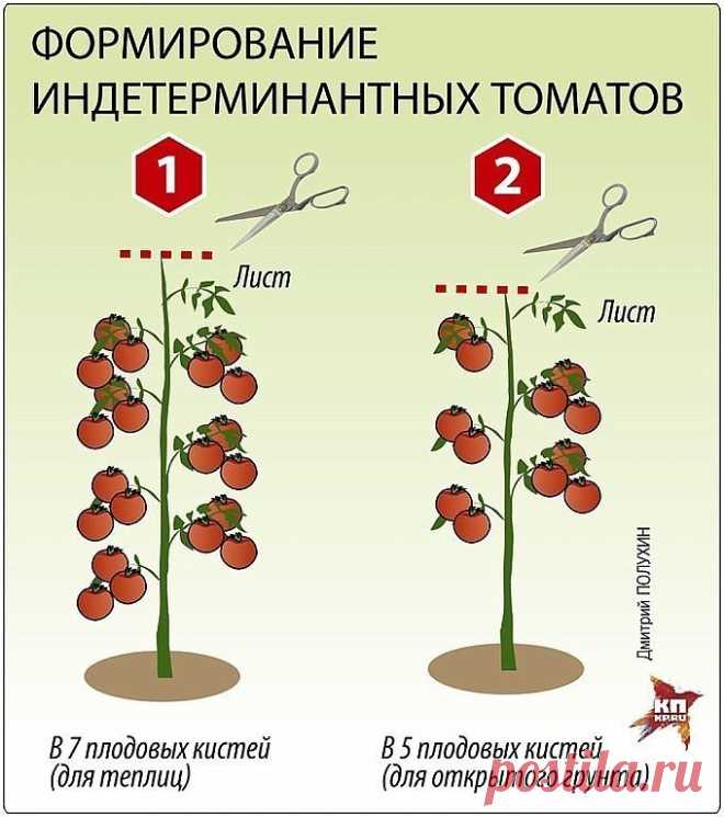 ПОМИДОРНАЯ НАУКА. ВАРИАНТЫ ФОРМИРОВАНИЯ ТОМАТНЫХ КУСТОВ
Сохраните, чтобы не потерять!

Разбираемся с разными вариантами формирования томатных кустов

Как получить хороший урожай?

Когда читаешь статьи о пасынковании томатов, кажется, что они написаны на китайском языке. Вот, к примеру: «детерминантные томаты формируют с переводом точки роста на боковой побег». Буквы вроде русские, а смысл уловить практически невозможно. Нет, специалист, конечно, сразу поймет, о чем речь, а...