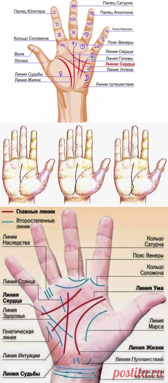 Линия жизни в конце раздваивается что значит. Хиромантия линия жизни раздваивается. Линия жизни на руке раздваивается. Линия жизни разделяется на две ветки. Линия судьбы раздваивается на две ветви.