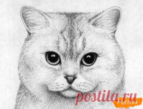 Как нарисовать портрет британской короткошерстной кошки