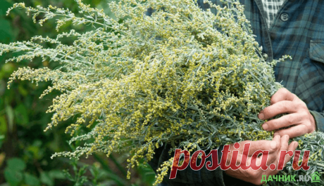 Полынь – польза и вред травы, применение в народной медицине | 6 соток