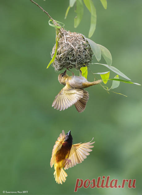 Golden-backed Weaver (Ploceus jacksoni) @ Lorong Halus Wet… | Flickr