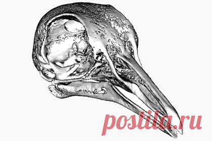 Объяснено появление описанных Дарвином загадочных клювов у голубей. Ученые Университета Юты раскрыли загадку, от чего зависит длина клюва голубей, которую Чарльз Дарвин использовал в качестве иллюстрации естественного отбора в своей теории эволюции. Оказалось, что причиной коротких клювов является мутация в гене ROR2, которая связана с пороком развития лица у человека.