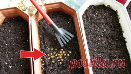 Посадите помидоры в марте этим способом для массивной и крепкой рассады!