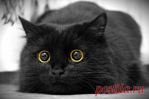 Не верьте плохим приметам. Черные кошки приносят счастье. Присылайте в комментарии фото своих черных котиков!