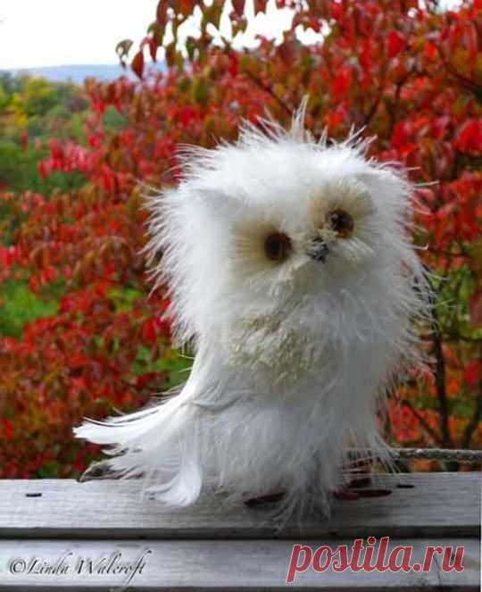 Disheveled Owls exist and they're awesome… Pin by Jan Russ on Beautiful Bird Songs