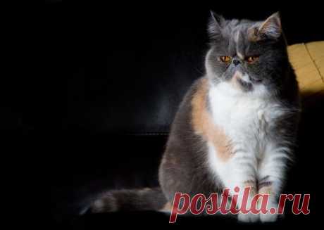 Cat - Cats &amp; Animals Background Wallpapers on Desktop Nexus (Image 1725080)