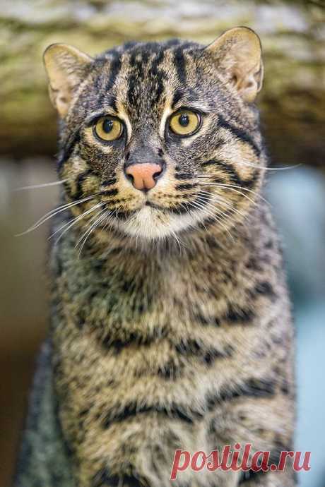 Friendly and cute male fishing cat