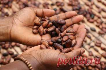 Мировым запасам какао предрекли исчезновение