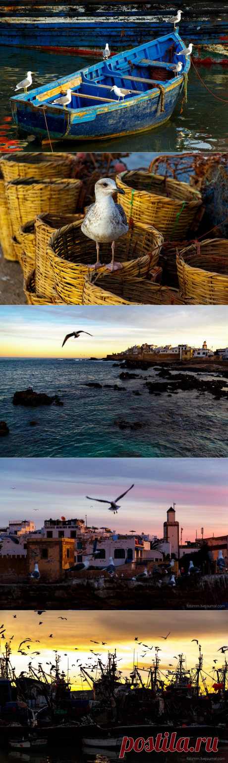 Море птиц в Марокко. Фотограф Илья Степанов - Фотоискусство