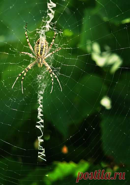 фото: ..... | фотограф: valemart | WWW.PHOTODOM.COM