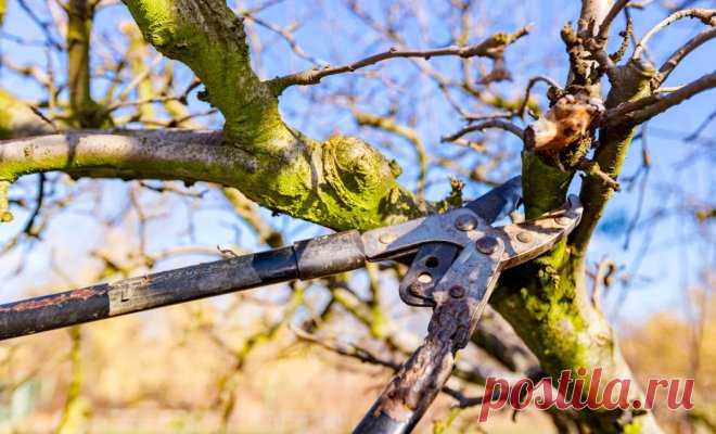 Щадящая обрезка старых яблонь – как не погубить дерево | Яблоня, груша (Огород.ru)
