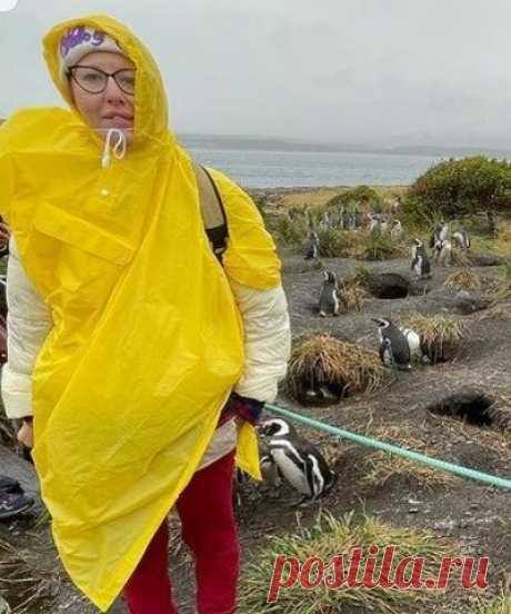 Ксения Собчак и ее поездка на остров пингвинов | Мысли вслух | Яндекс Дзен