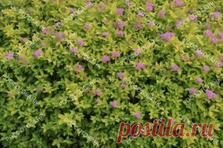 Спирея Японская Голд Маунт. Растительный цветочный фон Спирея Японская Голд Маунт цветёт в саду летом. Зелёные листья и розовые цветы, растительный цветочный фон.