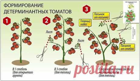 Шпаргалка для начинающих дачников. Как формировать томатные кусты. | От скуки на все руки. | Яндекс Дзен
