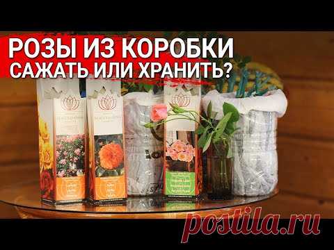 Роза из коробки - сажать или хранить?