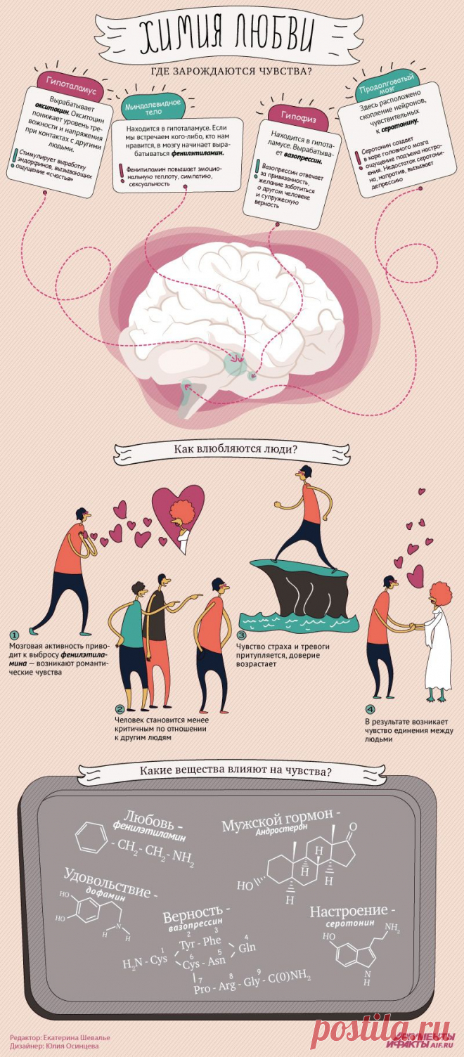 Что происходит в мозгу человека, когда он влюбляется? Инфографика | Инфографика | Аргументы и Факты