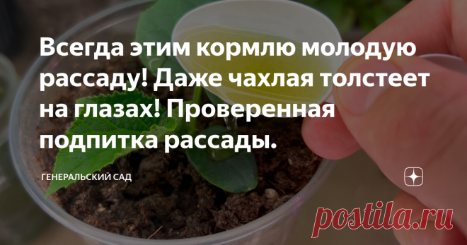 Всегда этим кормлю молодую рассаду! Даже чахлая толстеет на глазах! Пр ...