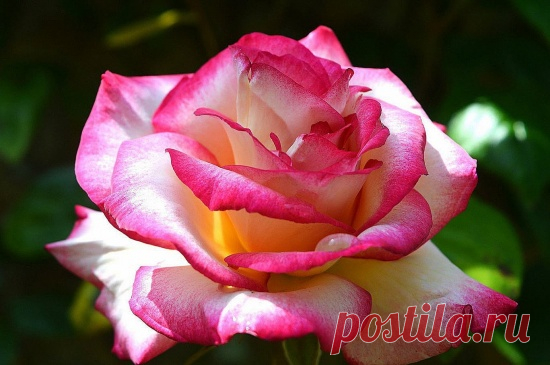Красивые розы | 25 фото