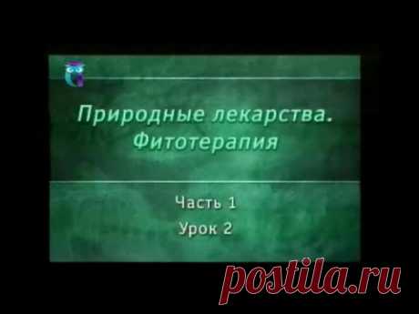 Бесплатные видеолекции: Фитотерапия (часть1) - новости и статьи для самообразования на EDUMARKET.RU