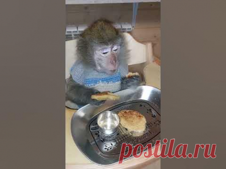 вкусненько😋👍🥞 #обезьяна #animal #monkey #petmonkey #зоо #экзотика #питомец #макака #mukbang