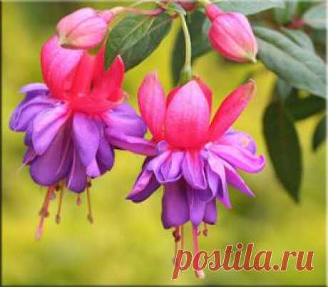 Фуксия (Fuchsia). Описание, виды и уход за фуксией | Флористика на &quot;Добро ЕСТЬ!&quot;