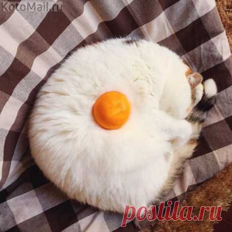 Яичница с котом | KotoMail.ru