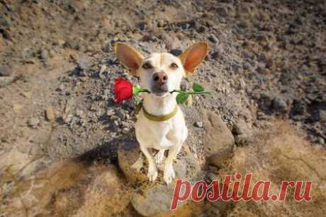chihuahua podenco dog in love for happy valentines day with petals and rose flower , looking up in wide angle 123RF - Des millions de photos, vecteurs, vidéos et  fichiers musicaux créatifs pour votre inspiration et vos projets.