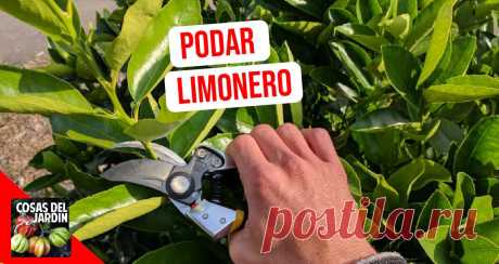 Cómo se podan los limoneros y otros cítricos - Cosas del Jardin La poda de cítricos es una práctica de cultivo esencial después de la cosecha para mantener la productividad. Con los […]