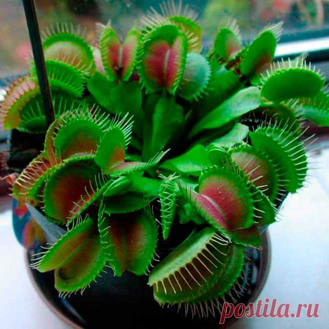 Комнатное растение Венерина мухоловка (Dionaea). Венерина мухоловка - одно из самых любопытных насекомоядных растений. Ее украшенные зубчиками листья быстро закрываются, когда внутрь попадает крылатая жертва. Родина растения - теплые болота Северной Америки. К сожалению, в комнатных условиях мухоловки долго не живут, обычно они имеют декоративный вид лишь с весны до лета.