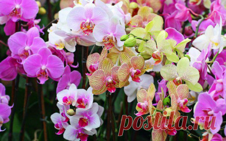 [Секреты цветения] Орхидея | ИДЕАЛЬНАЯ ХОЗЯЙКА. Уют. Здоровье. Красота.
