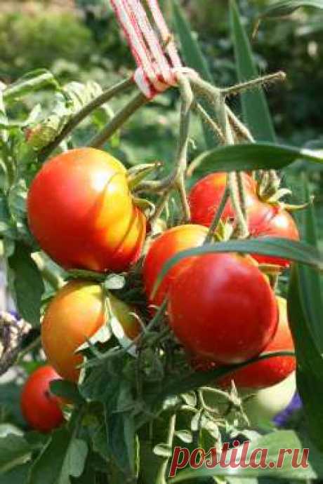 Три способа увеличения урожая томата | sotki.ru