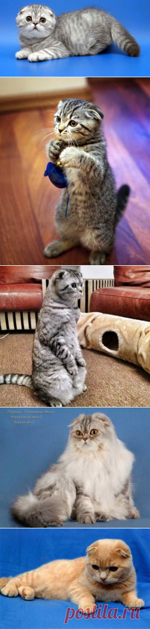 Шотландская вислоухая кошка: описание экстерьера породы, характера, фото