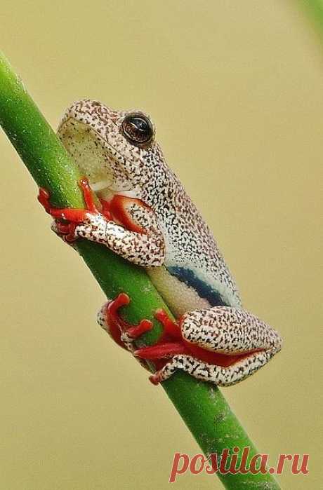 StudioView - Botswana Reed Frog by masaiwarrior 1.5 million...