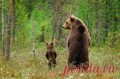 Что значит быть родителем. Примеры природы